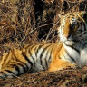 В Свободненском районе был застрелен амурский тигр