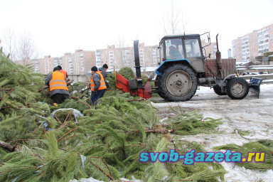В Хабаровском крае просят сдавать новогодние ёлки зверям